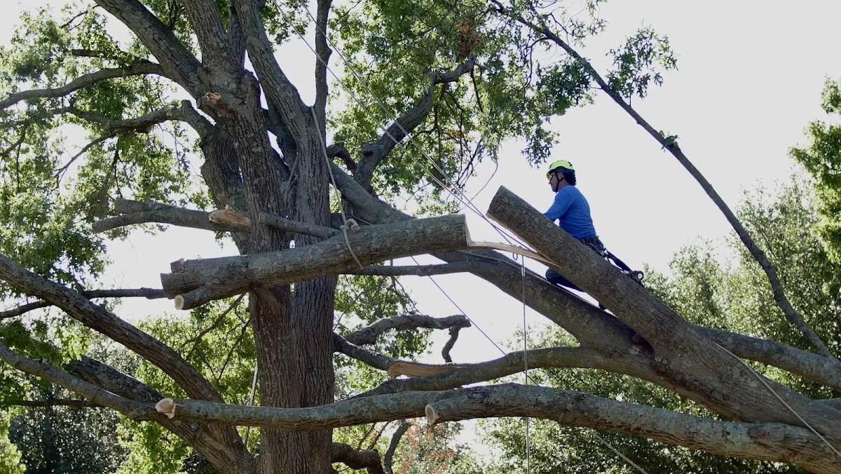 Professional Crown Thinning performed by certified arborists in West Lebanon